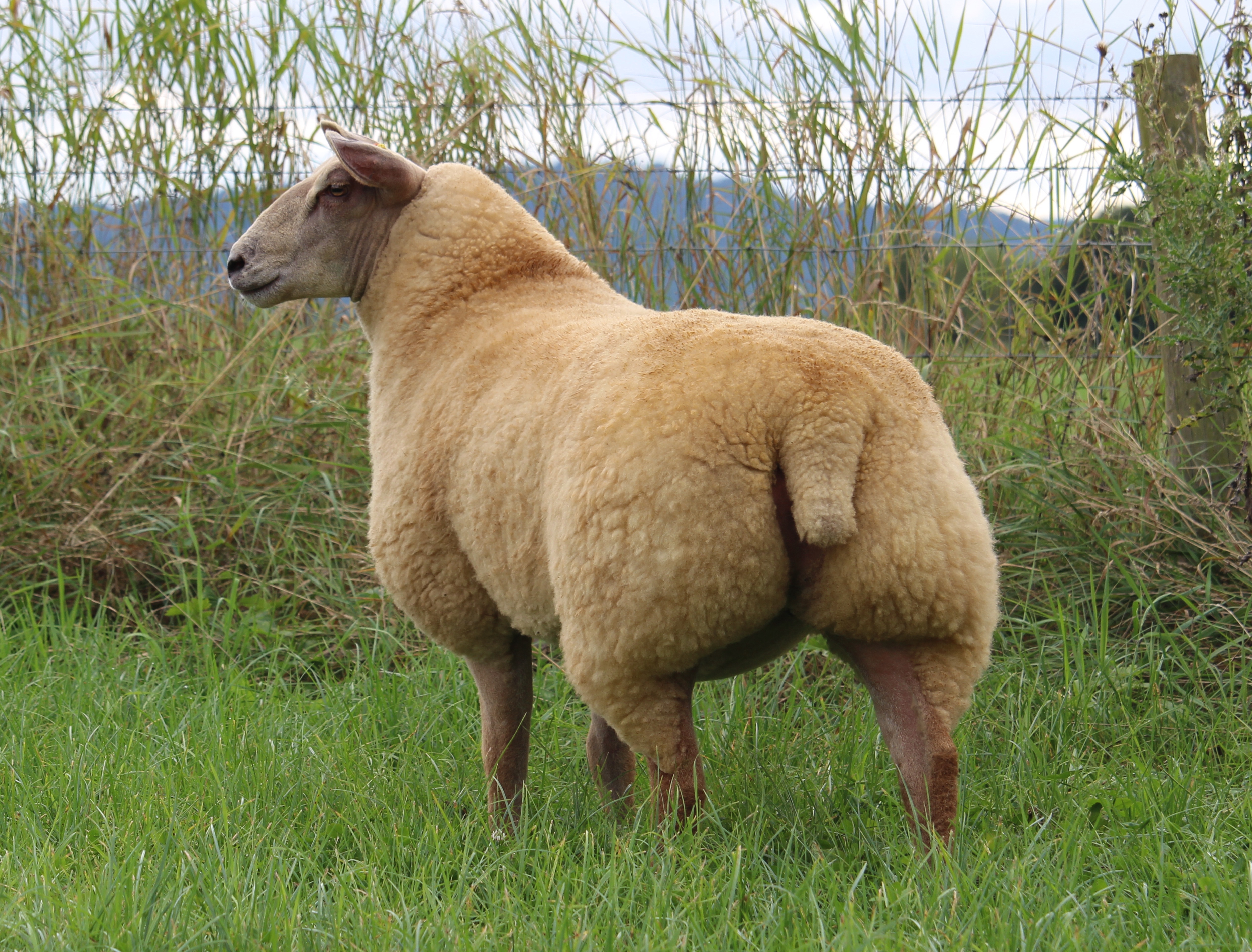 Lot No. 70 ewe lamb – 16TG00570 ARR/ARR