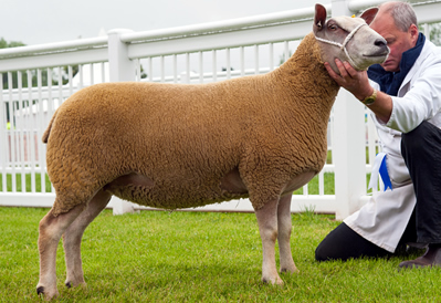 Show yearling for 2011 TG 0038