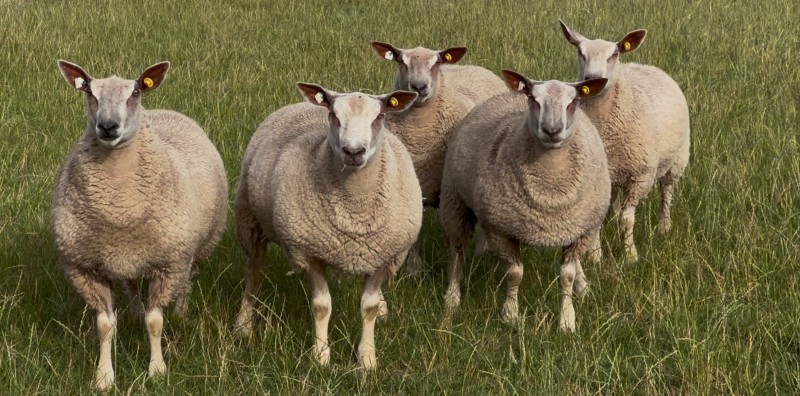 Five ewe lambs will all be entered for the sale