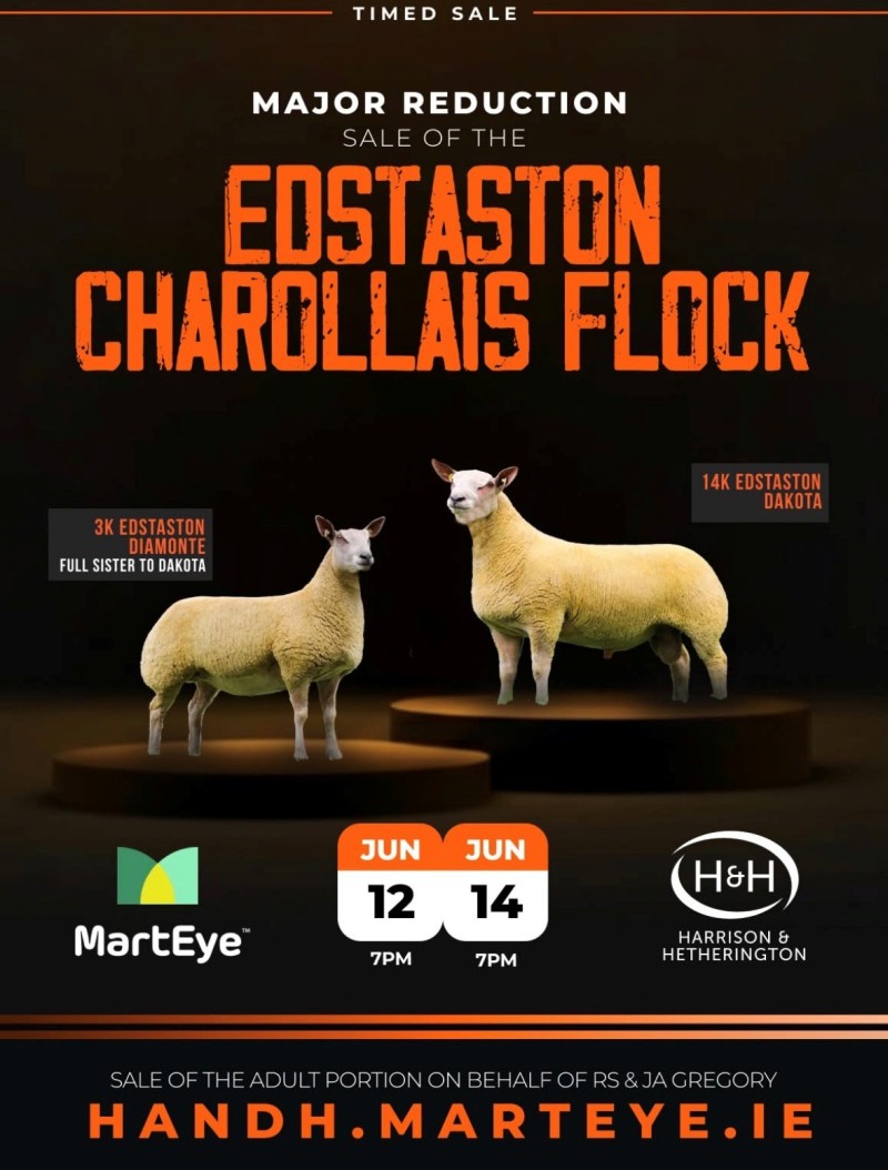 EDSTASTON CHAROLLAIS FEMALE SALE EDSTASTON CHAROLLAIS FEMALE SALE